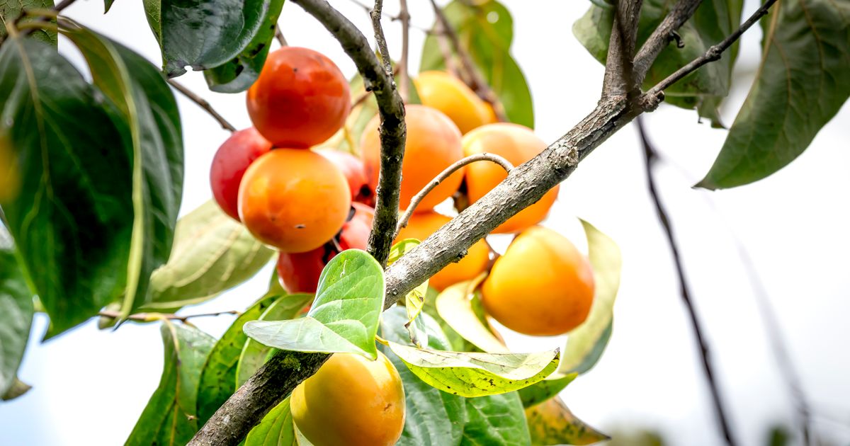 5 Self-Pollinating Bare-Root Fruit Trees to Grow in Your Garden