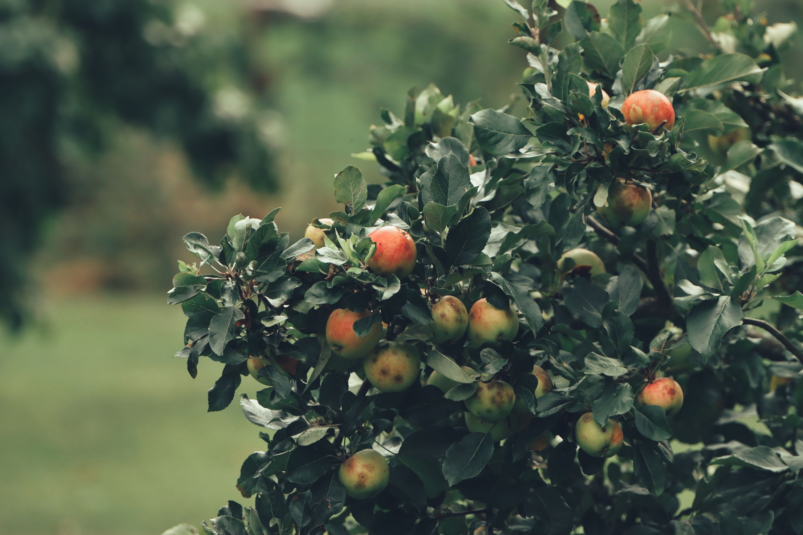 Lush apple tree in a Swedish orchard with ripe red and green apples ready for harvest.