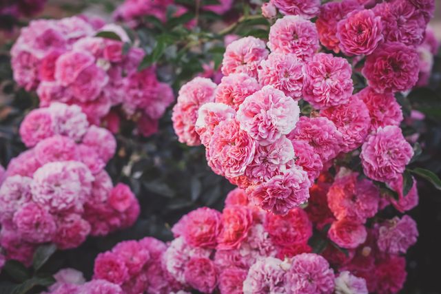 7 Fragrant Flowering Vines to Make Your Patio Feel Like a Spring Garden Escape