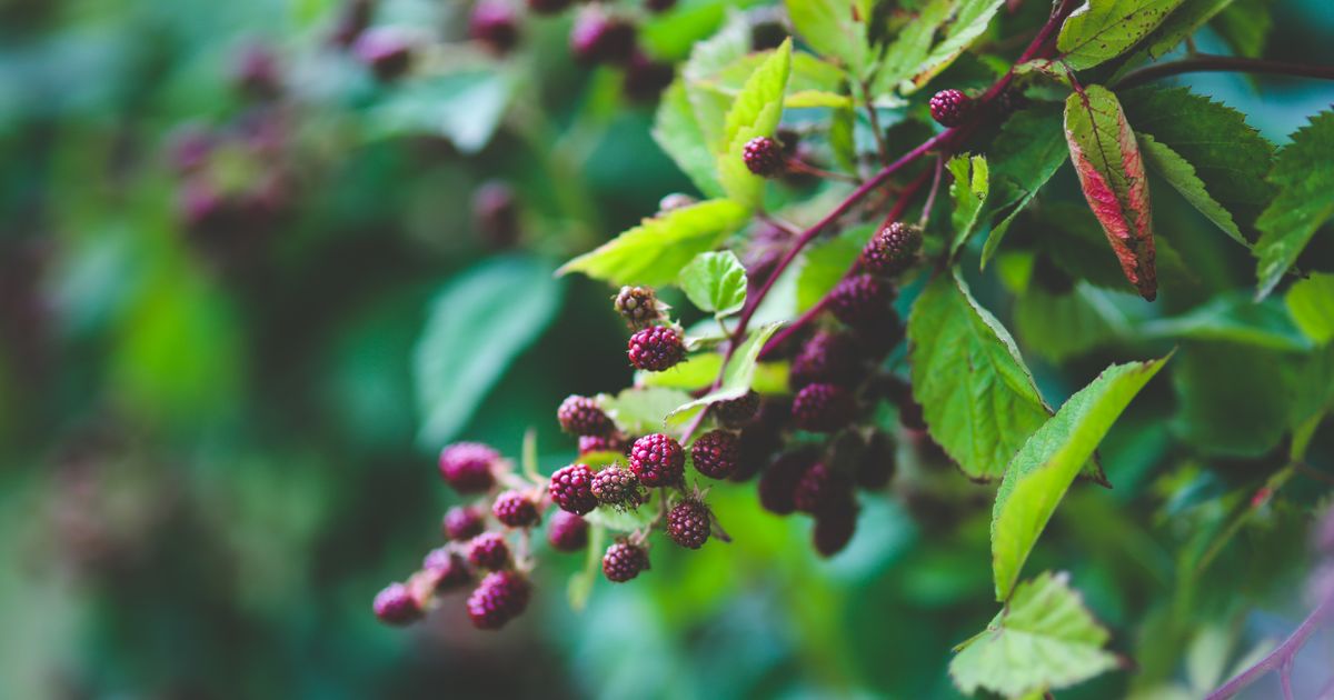 6 Berries You Can Grow in Pots Even If You Don’t Have a Backyard