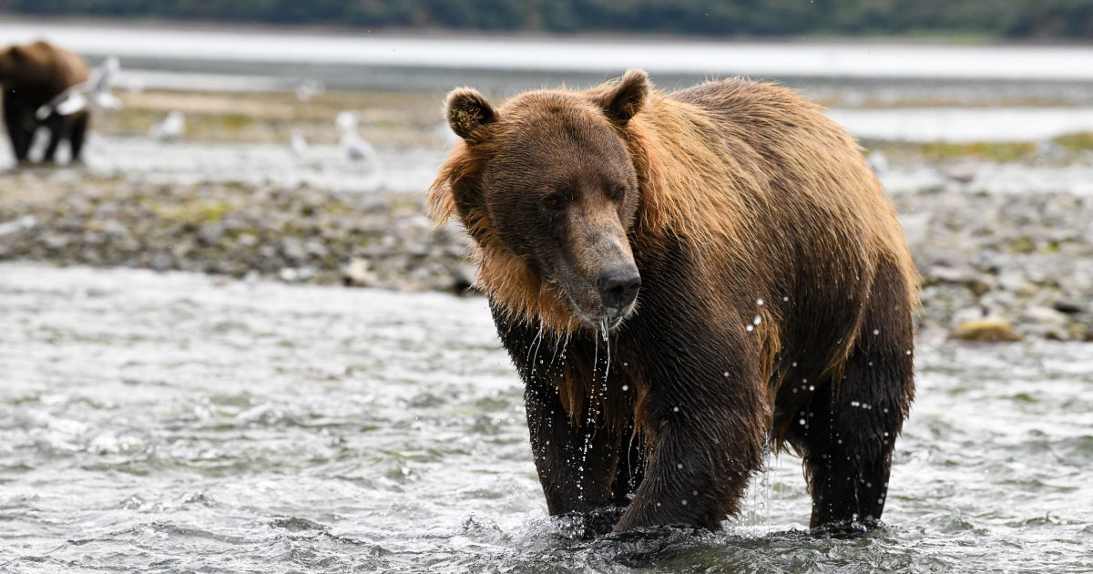 What It Actually Takes to See Katmai’s Famous Bears in Person 