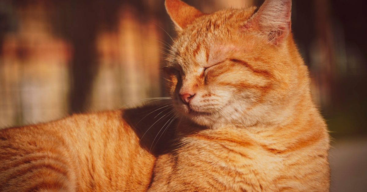 Why Slow-Blinking at Your Cat Actually Works, According to Science
