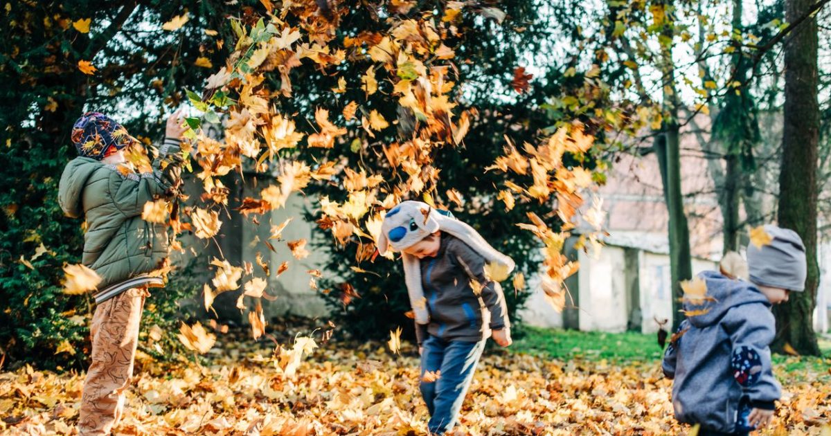 Why Leaves Change Color: The Science Behind Fall’s Show