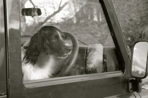 grayscale-photo-of-a-dog-inside-a-car-