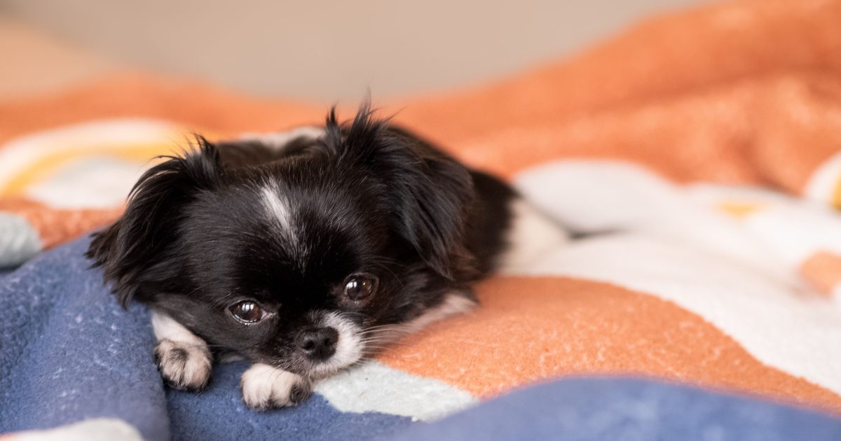 9 Dog Breeds Known for Surprisingly Cat-Like Habits