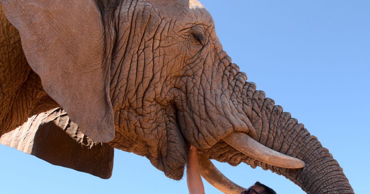 8 Animals That Are Illegal to Keep as Pets in Many States