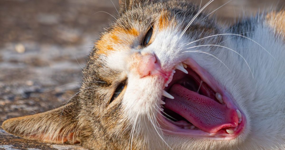 Why Do Cats Purr? Scientists Are Still Figuring It Out