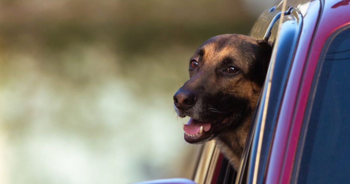 10 Things You Should Probably Never Do While Traveling With Your Dog