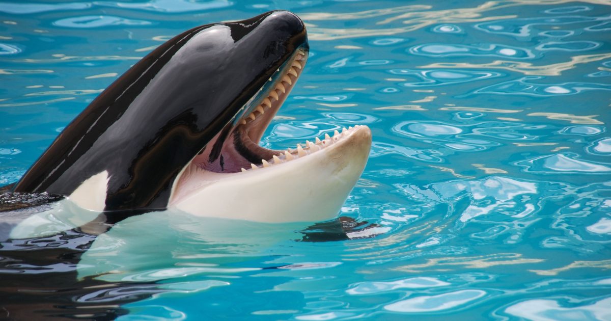 Elephants, Crows and Orcas: What Scientists Have Seen When Animals Grieve