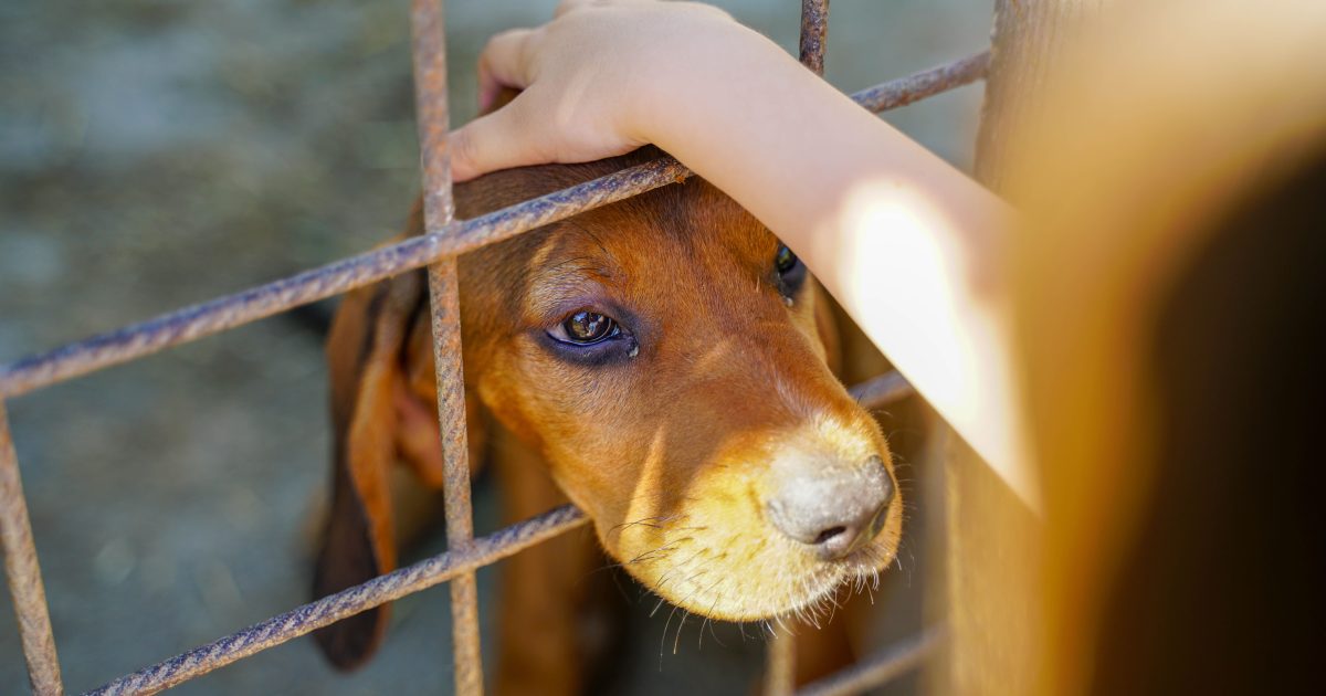Why Senior Dogs Wait So Much Longer in Shelters — And What Their Adopters Say Is Worth It