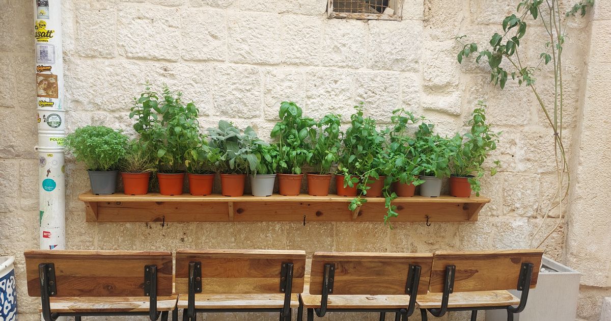 Top Herbs for Your Indoor Garden: 7 Easy Choices for Growing Fresh Greenery at Home