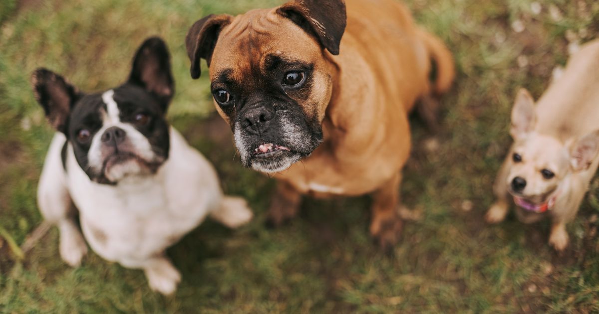 The 15 Most Popular Dog Names of the Year