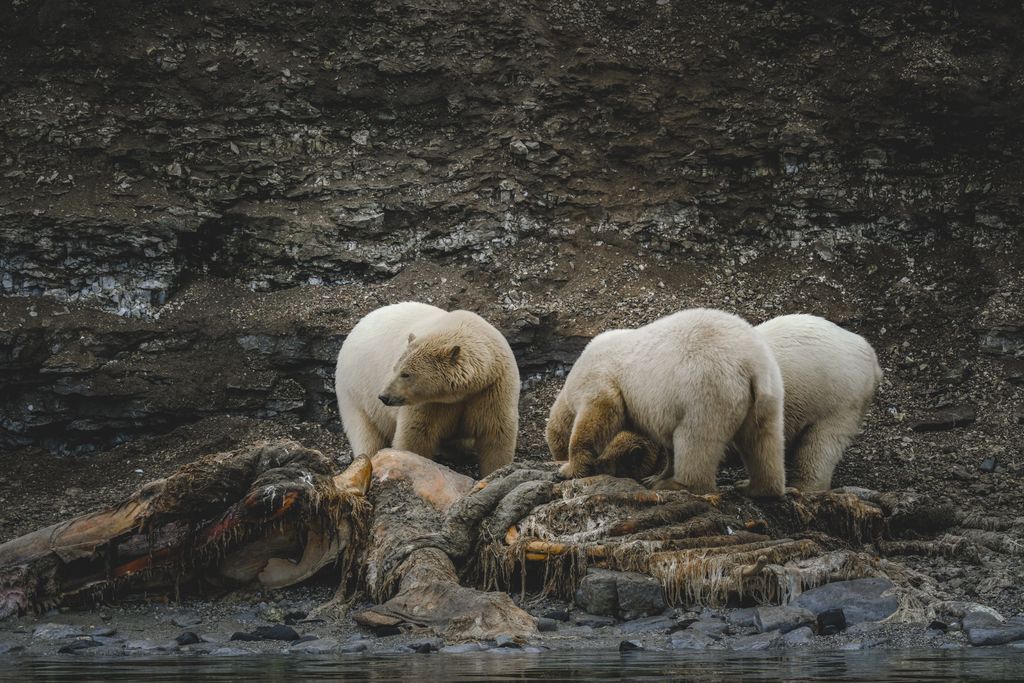 Three polar bears scavenging on a carcass against a rocky backdrop, showcasing wildlife in a rugged terrain.