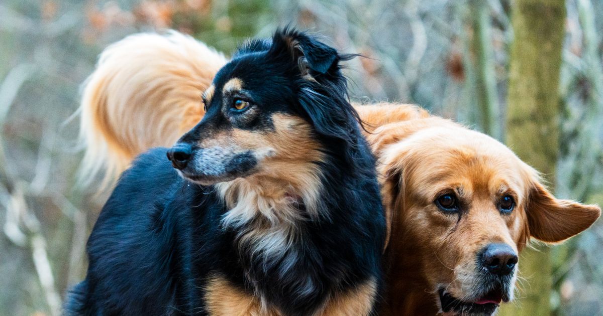 The ‘7 Dog Years’ Rule Is Wrong — Here’s How Scientists Now Calculate Your Dog’s Age