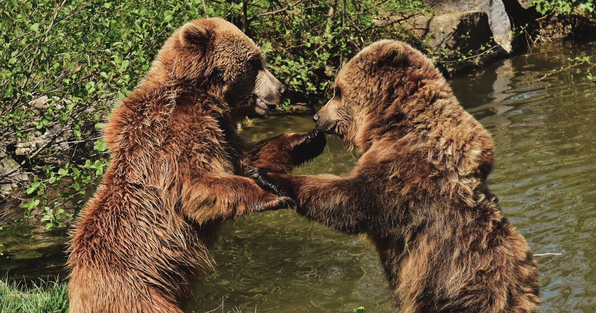 Meet the Winner of Fat Bear Week 2026 and the Bear Cubs Stealing the Show 