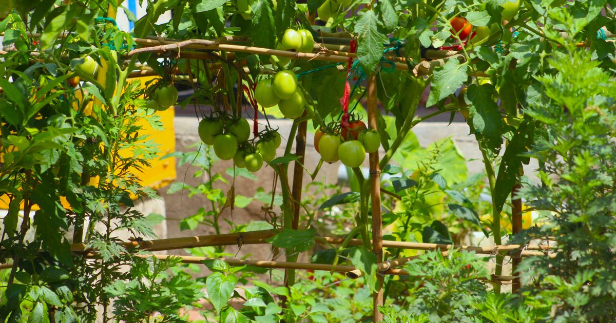 The September Garden Mistakes That Can Ruin Next Spring’s Blooms
