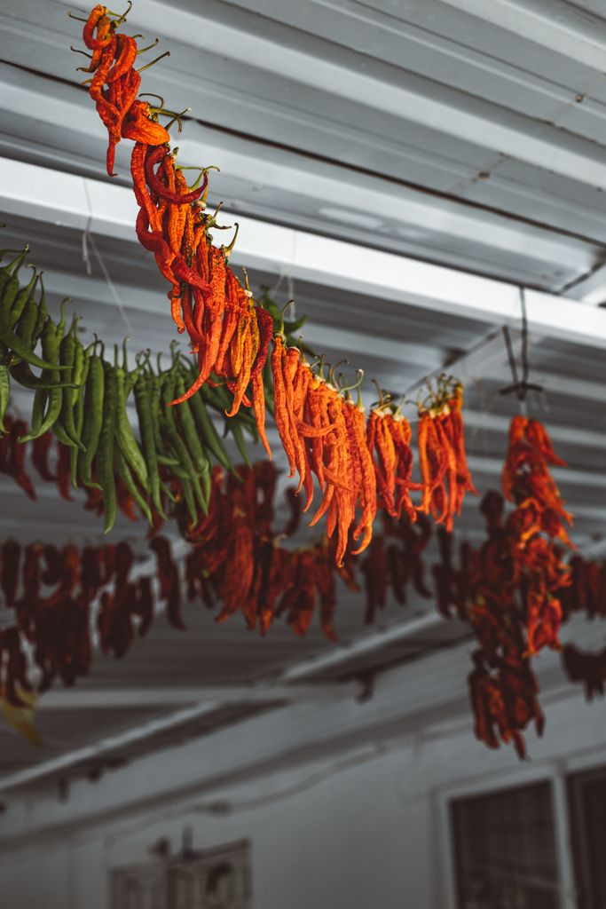 Vibrant red and green chili peppers hanging in an indoor market setting, showcasing spices.