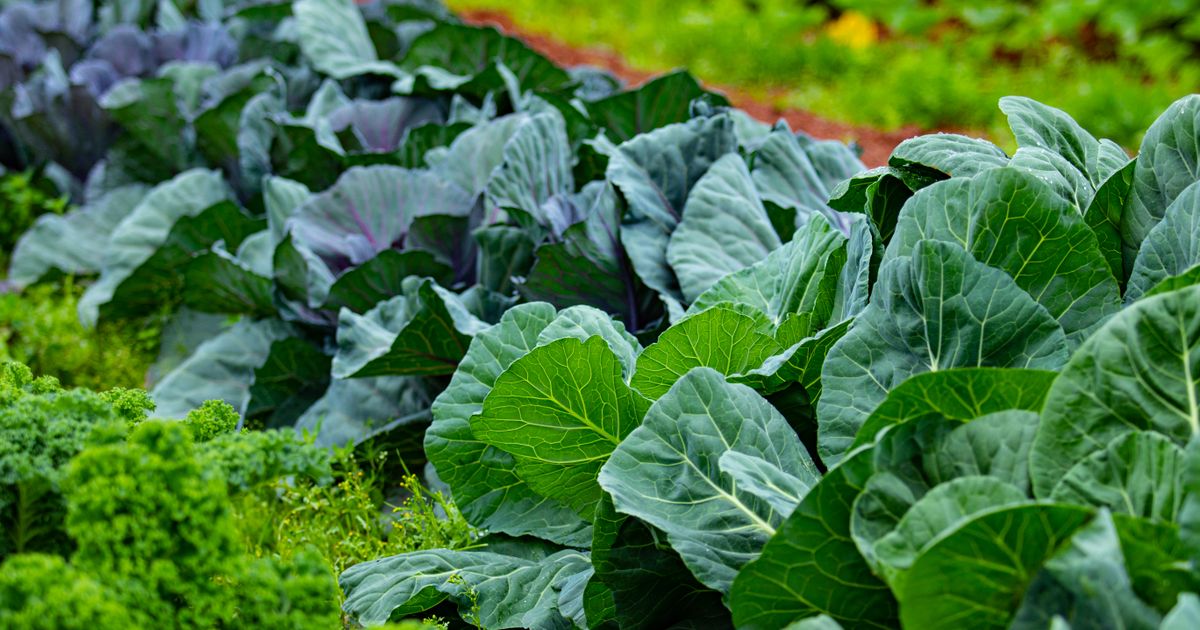 6 Smart Ways to Save Space and Money in a Small Vegetable Garden