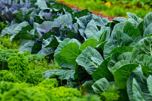 6 Smart Ways to Save Space and Money in a Small Vegetable Garden