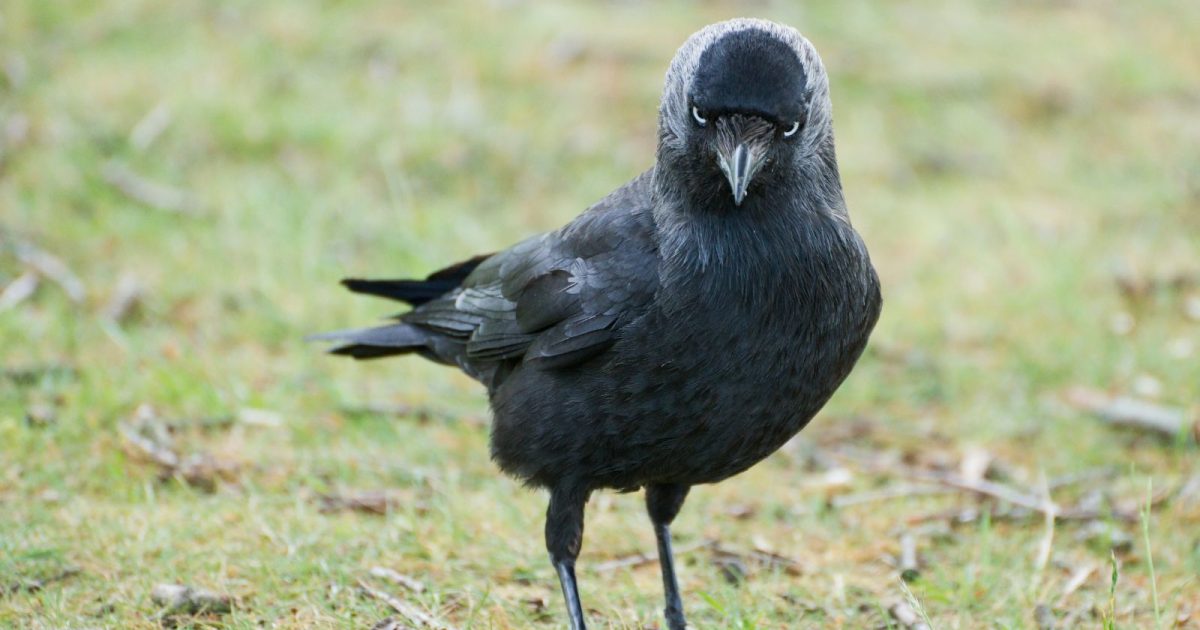 Crows Remember Human Faces for Years, Scientists Found
