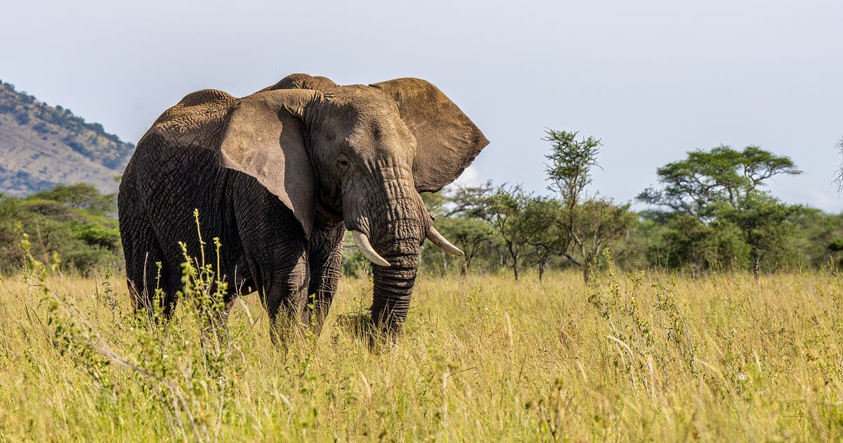 The 8 Loudest Animals in the World: Some Make Sounds Louder Than You Can Imagine