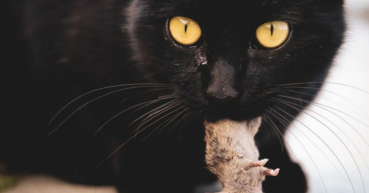 Why Your Cat Brings You ‘Gifts’ — and What It’s Really Trying to Tell You