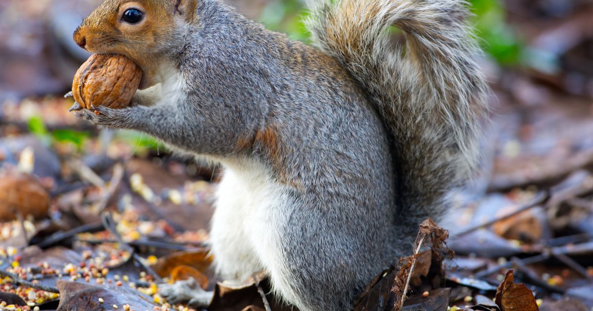 Squirrels Remember Where They Bury Their Nuts Better Than You Think, Research Shows