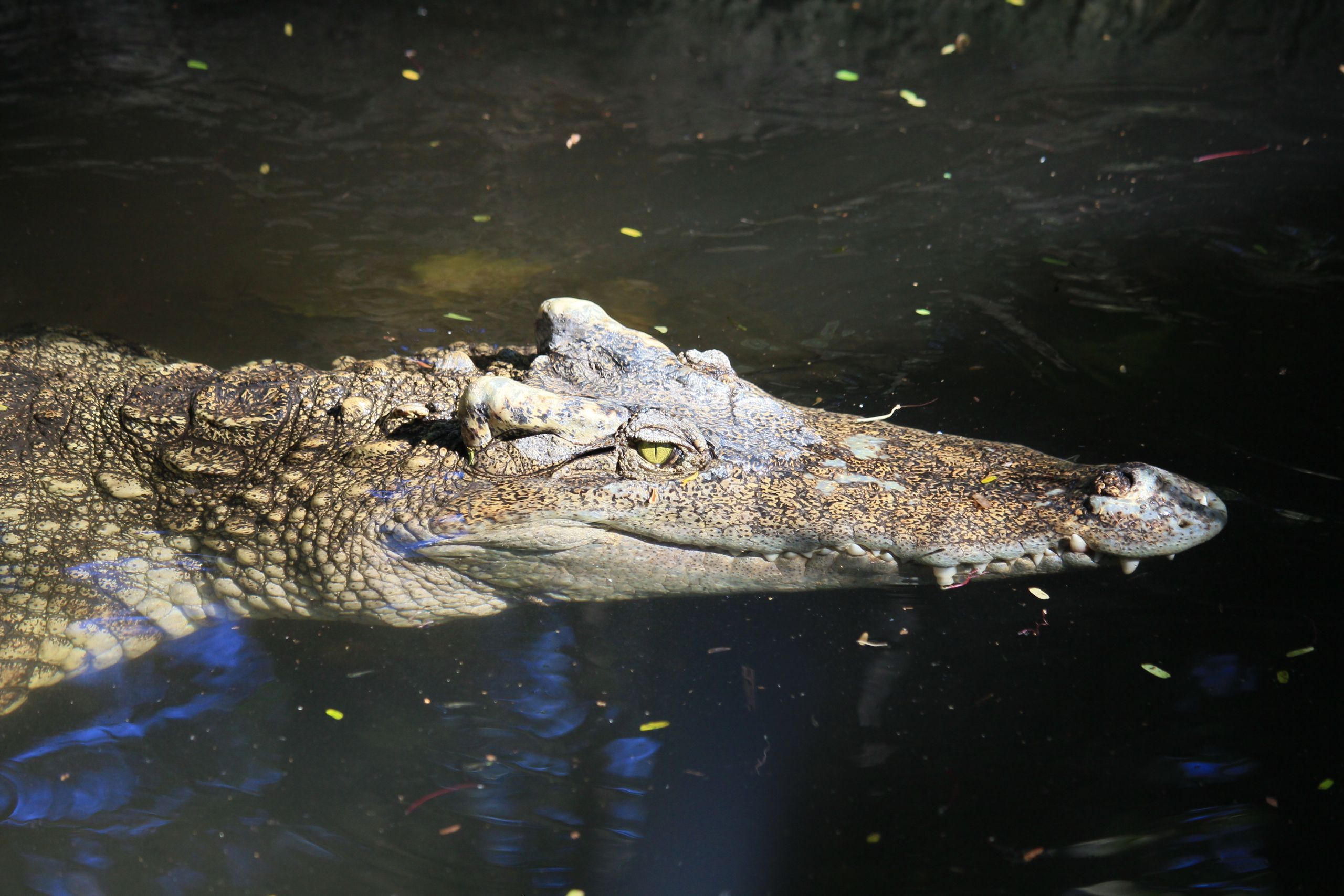 World Relative Scale 10 of the World's Most Powerful Animals That Prove Nature Is More ...