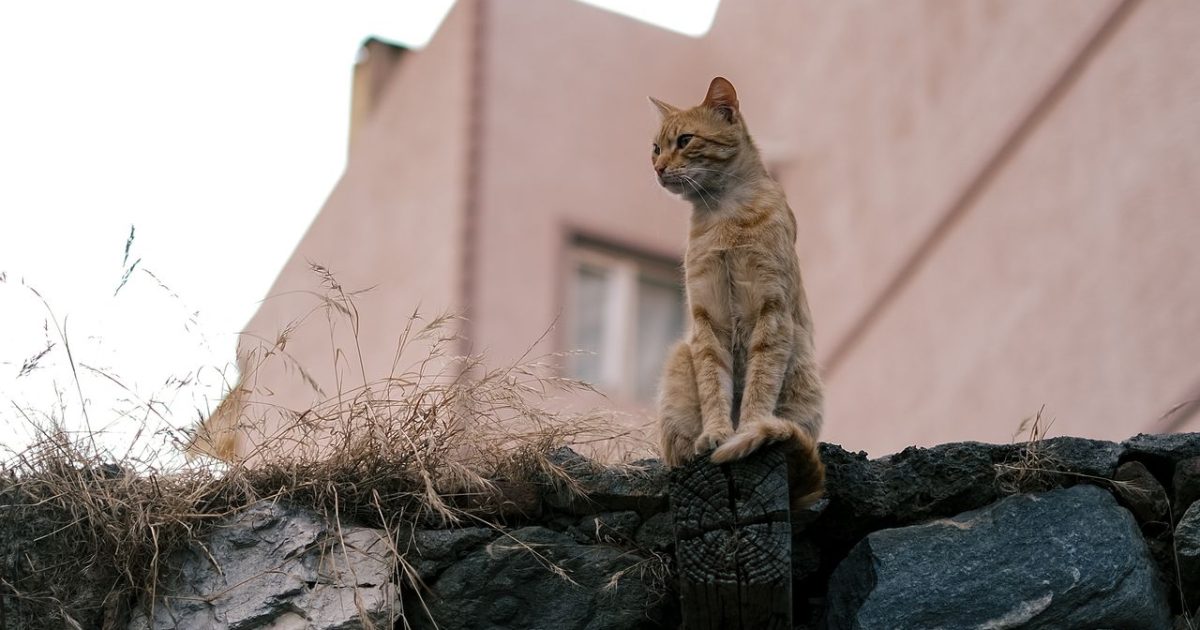The ‘Cats Are Loners’ Myth Is Wrong: What Research Shows About Cats’ Social Lives