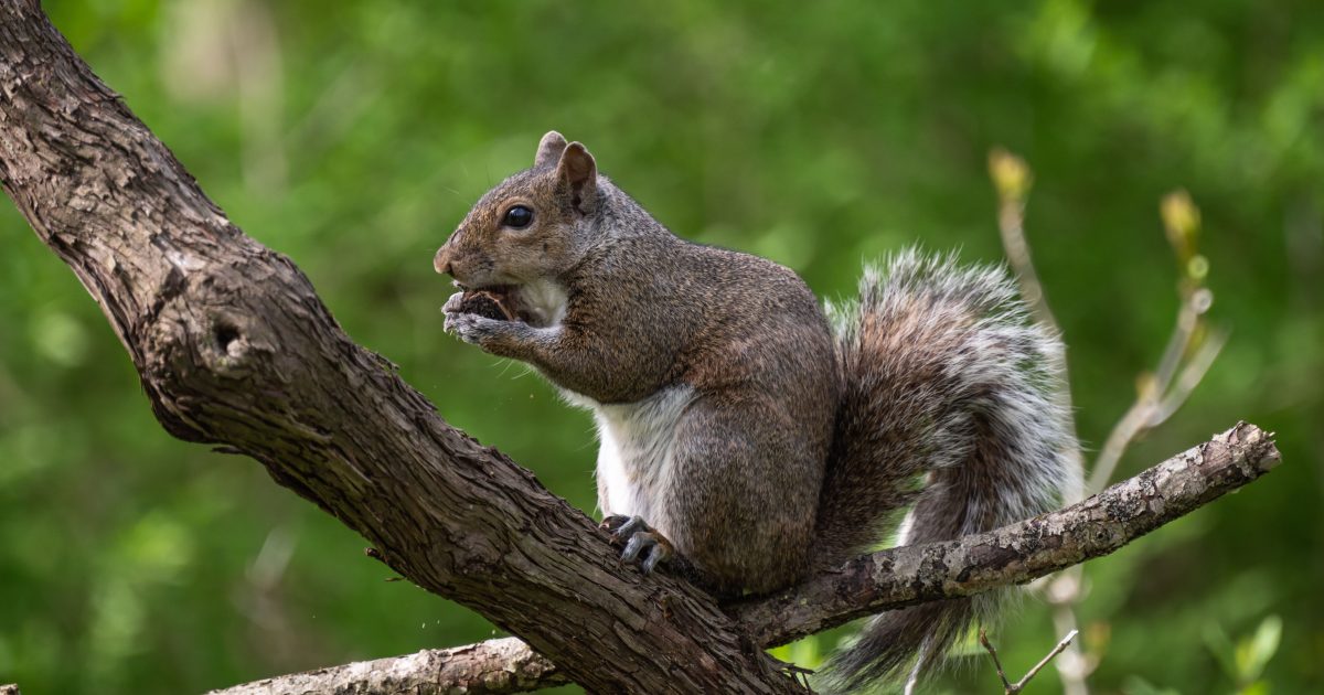 Squirrels Digging Holes All Over Your Lawn? Here’s What They’re Actually Looking For