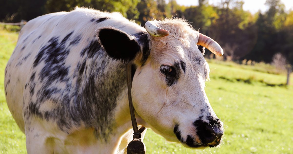 Cows Have Best Friends? What Research Shows About Farm Animals’ Social Lives