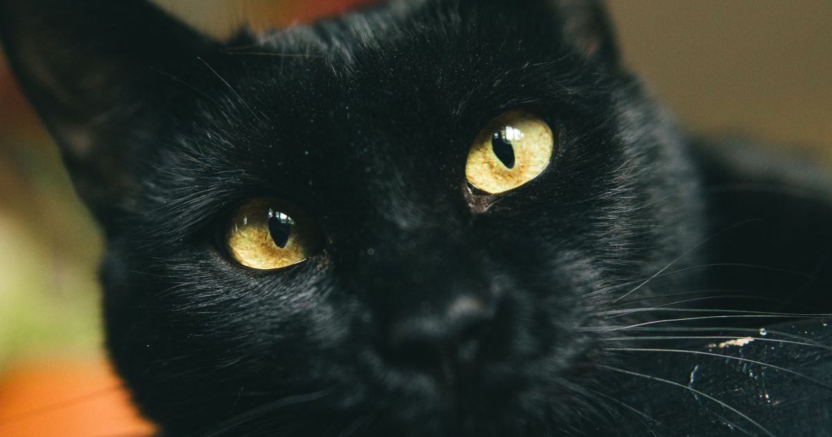 Why Black Cats Are Lucky in Some Countries and Unlucky in Others
