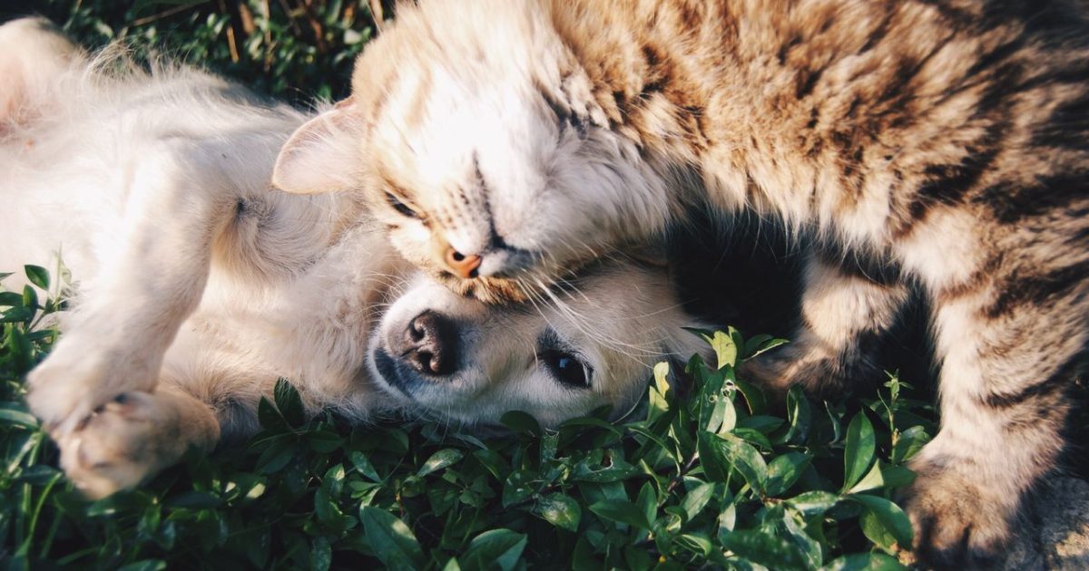 9 Pet Myths Science Has Debunked