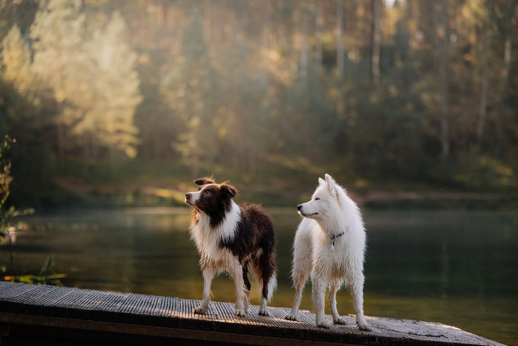 Two dogs enjoying a serene lakeside view on a wooden platform with sunlit forest backdrop.